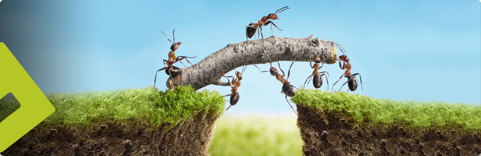 Technoflow - Message from Management